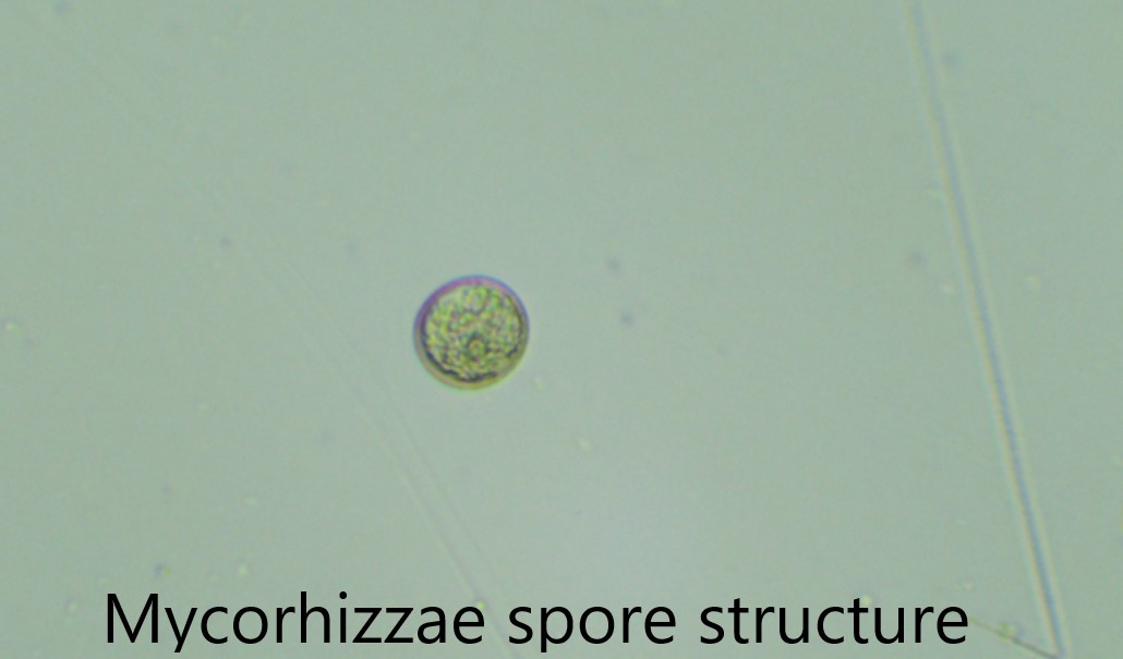 Genius Laboratories Mycorrhiza research 7
