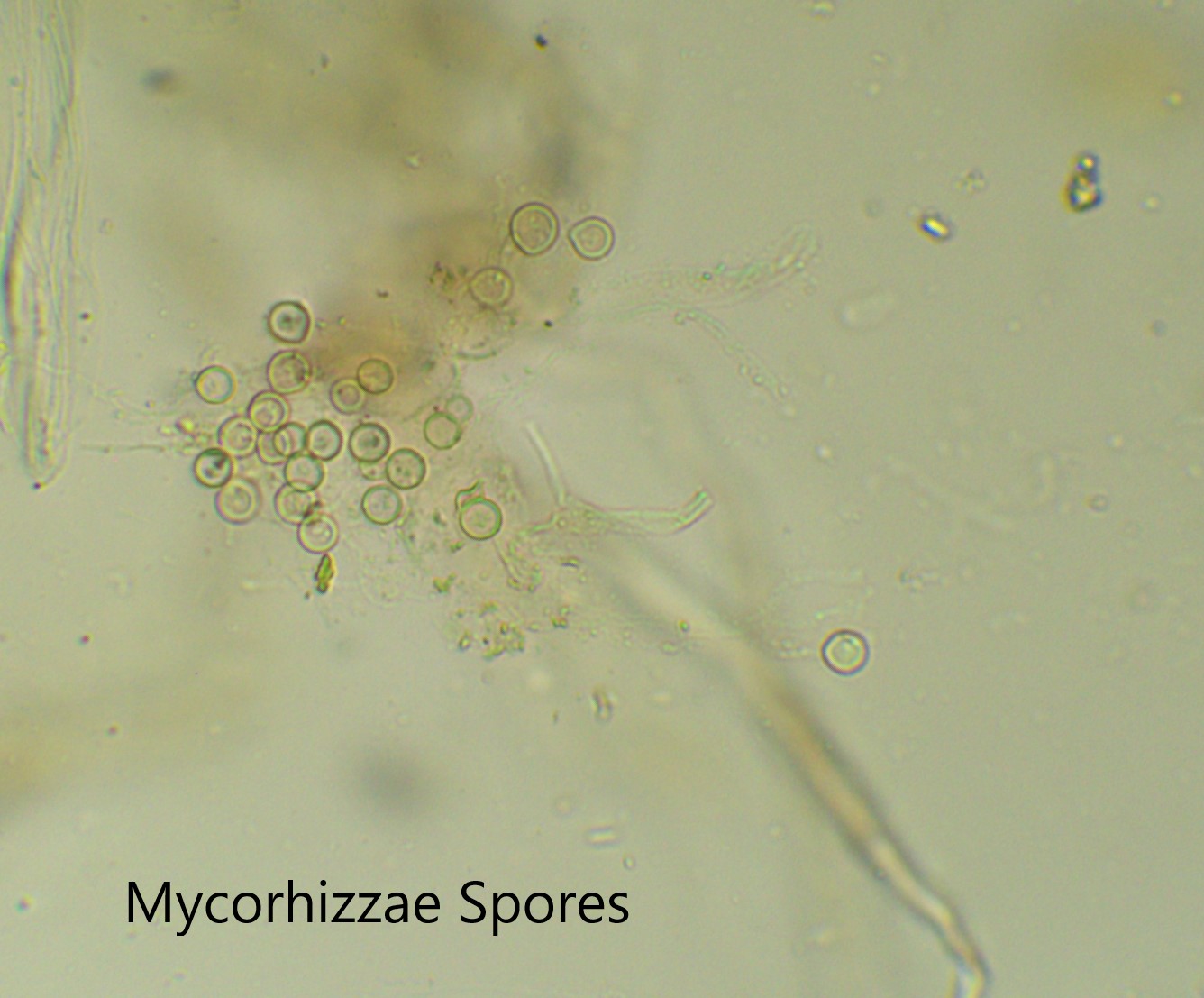 Mycorrhiza Inoculants